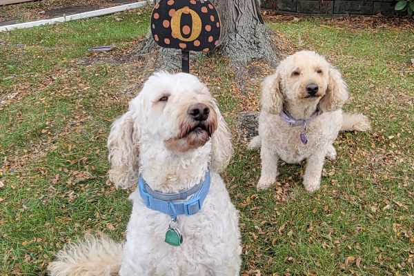 Pet of the Week