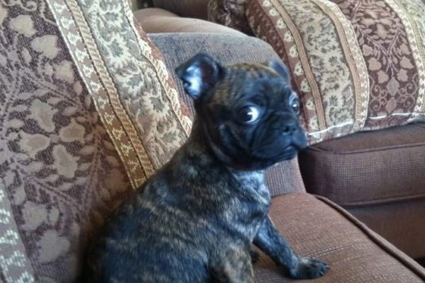 Pet of the Week